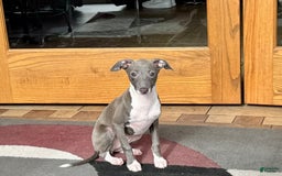 Italian Greyhound dogs for sale: Lila - Image 16