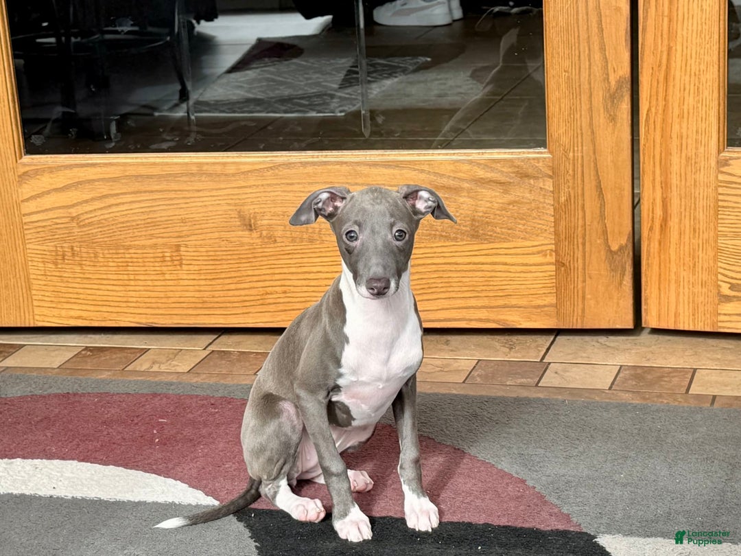 Italian Greyhound dogs for sale: Lila - Image 16