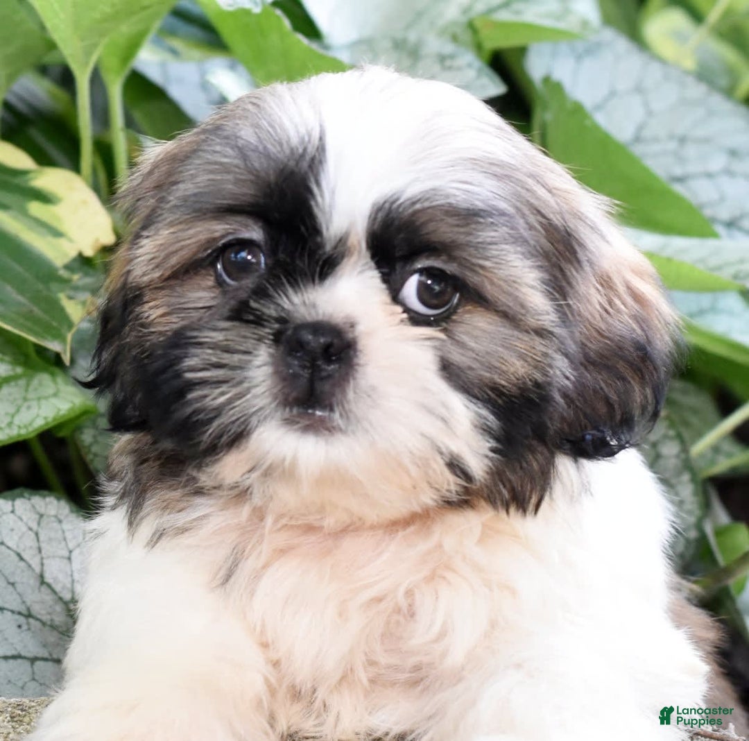 Shih Tzu dogs for sale: Denali - Image 1
