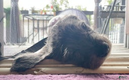 Great Dane dogs for sale: Pirate - Image 6