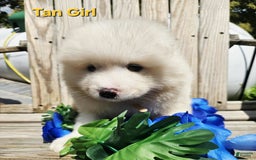 Samoyed dogs for sale: Richard - Image 8
