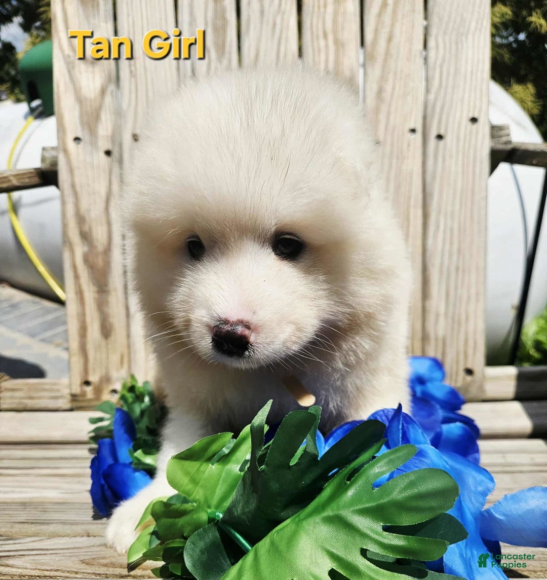 Samoyed dogs for sale: Richard - Image 8