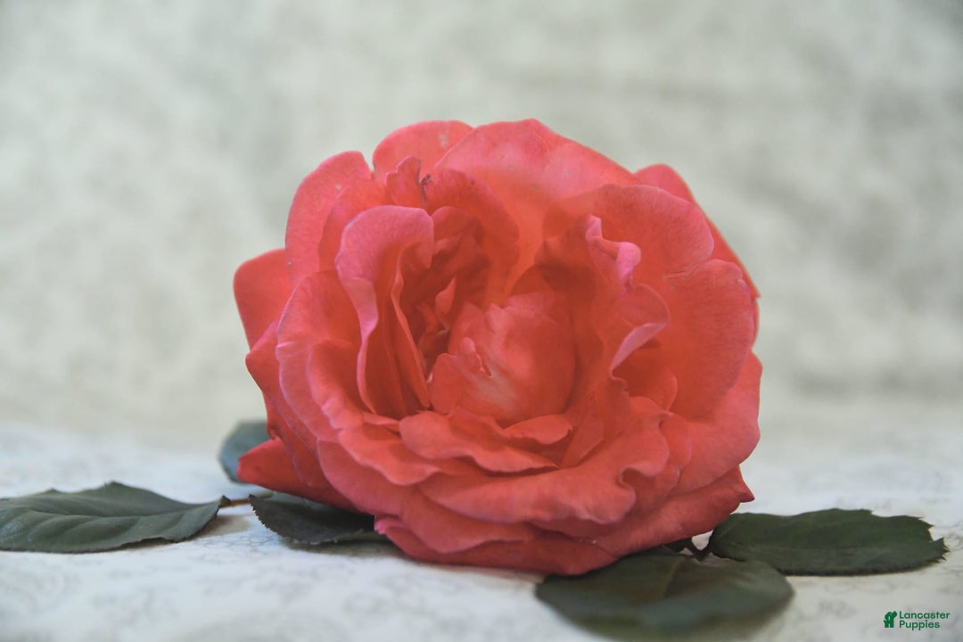 common:galleryImageAlt