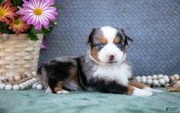 Miniature Australian Shepherd dogs for sale: Buddy - Image 3