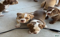 American Bully dogs for sale: Bailey - Image 1
