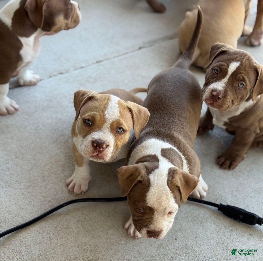 American Bully dogs for sale: Bailey - Image 1