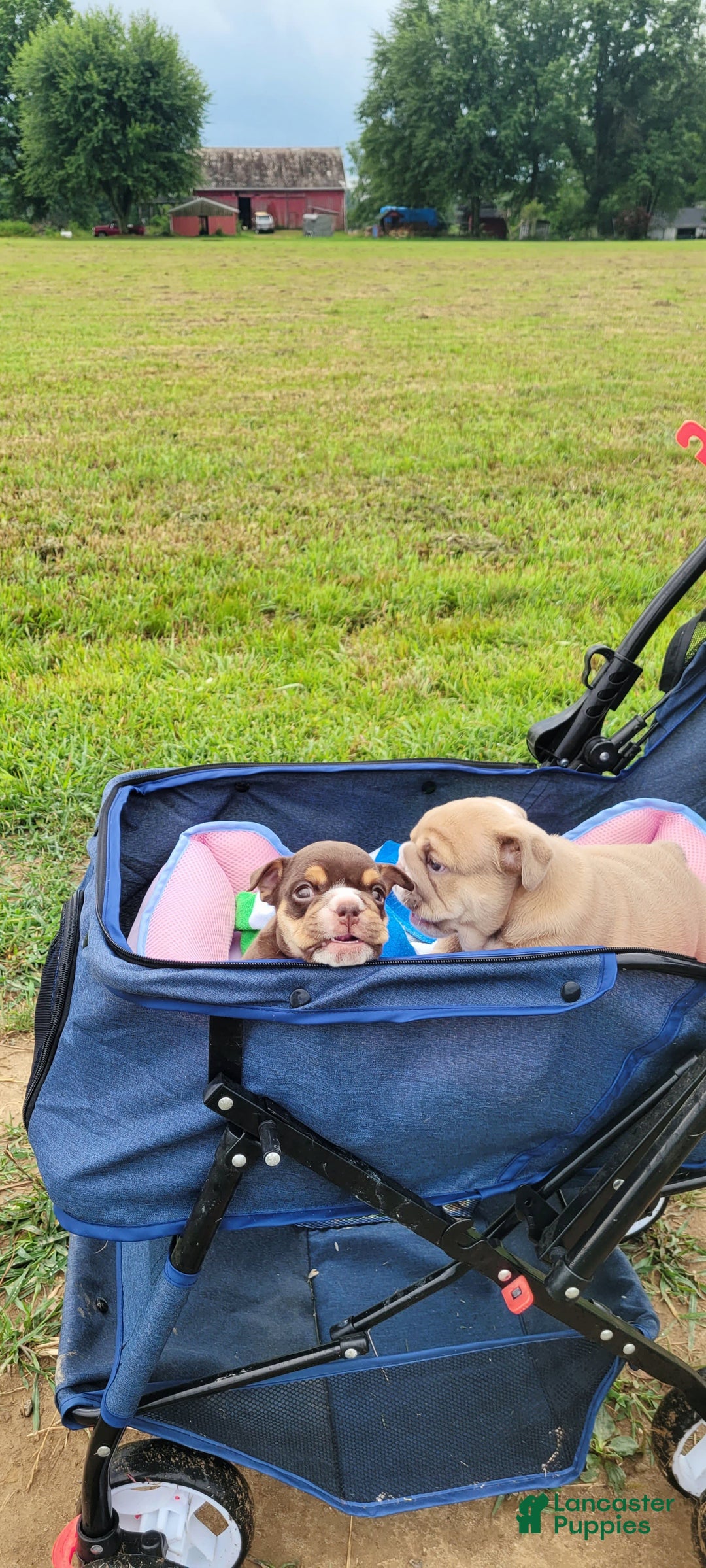 English Bulldog dogs for sale: Ozzy - Image 5