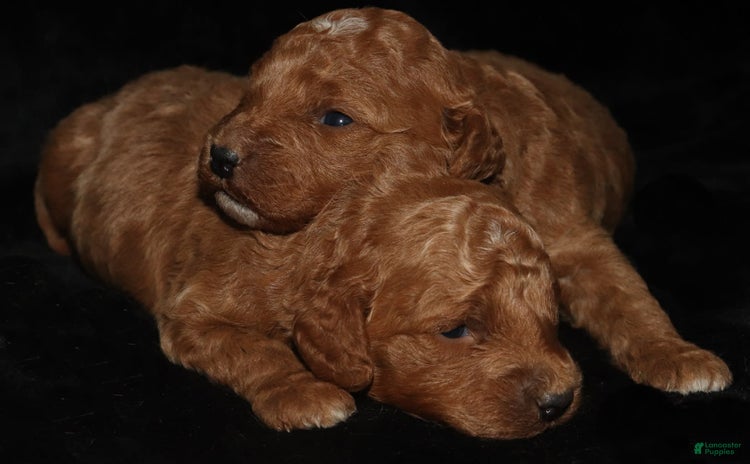 Goldendoodle dogs for sale - Ad 5