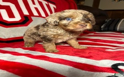 Mini Aussiedoodle dogs for sale: Ringo - Image 3