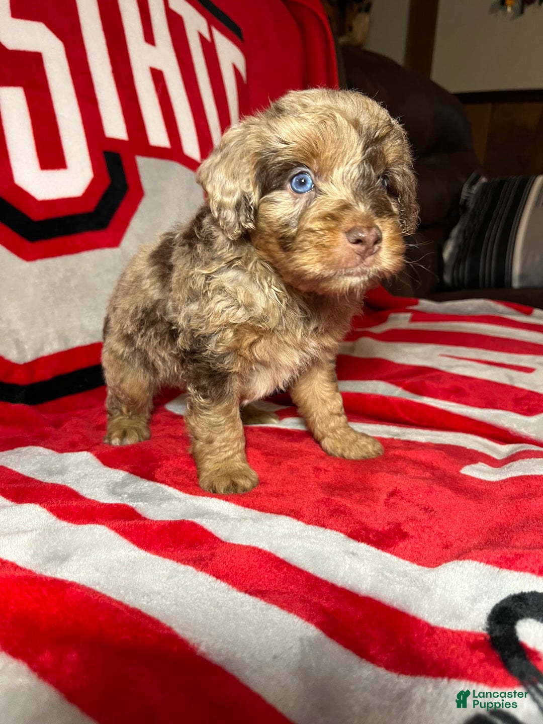 Mini Aussiedoodle dogs for sale: Ringo - Image 3