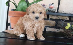 Shihpoo dogs for sale: Shih-Poo 5 puppies - Image 17
