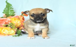 Chihuahua dogs for sale: Sage - Image 5