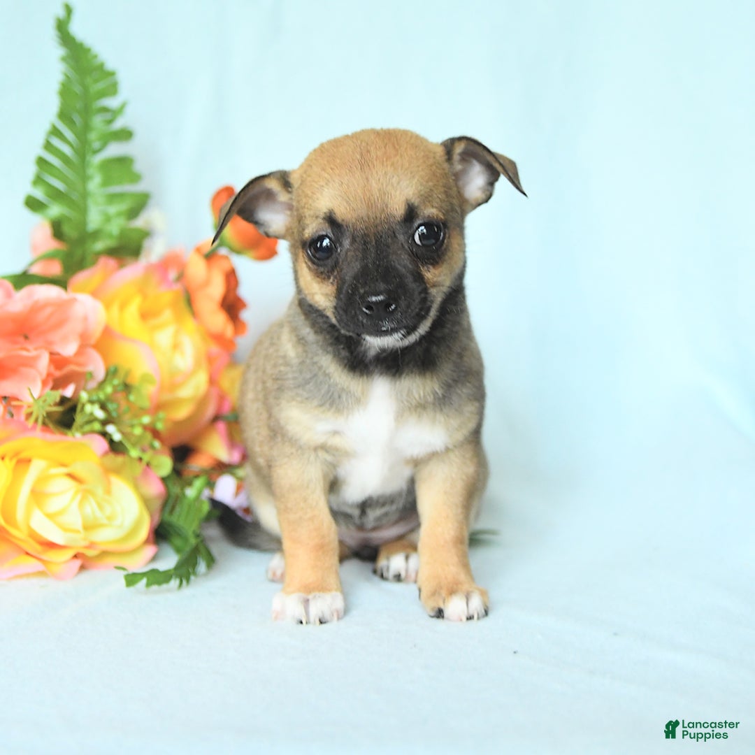Chihuahua dogs for sale: Sage - Image 5