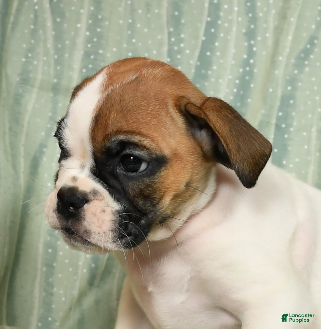 Beabull dogs for sale: Kaitlyn - Image 7