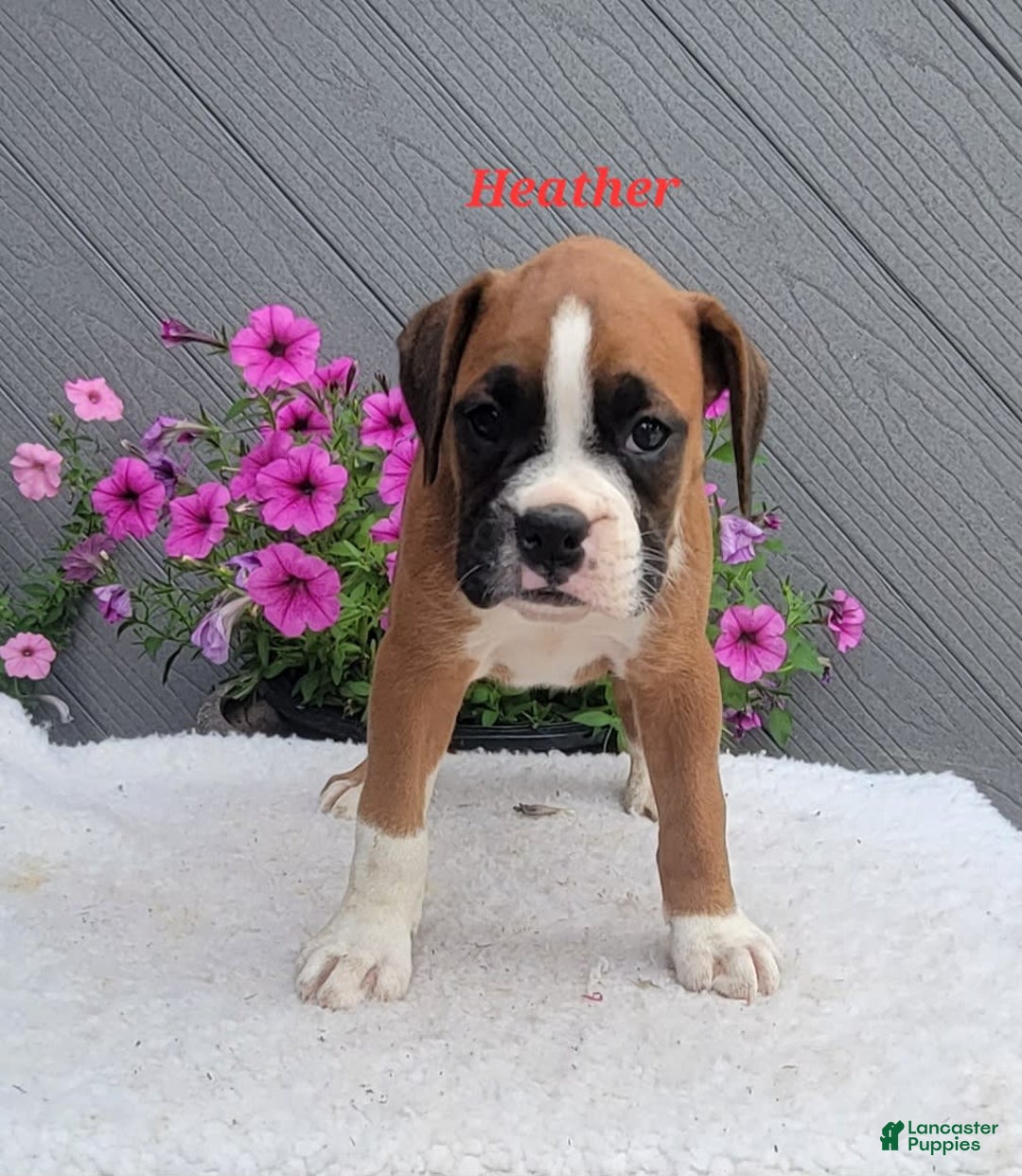 Boxer dogs for sale: Heather - Image 5