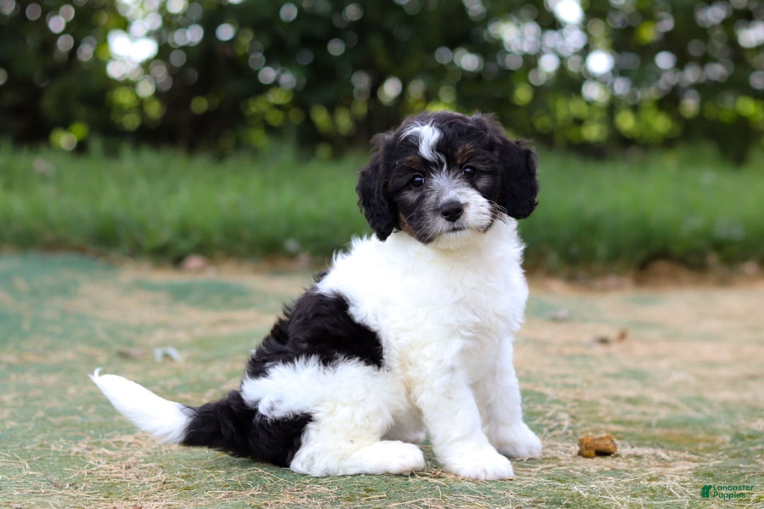Mini Bernedoodle dogs for sale: Mini Bernedoodle 6 puppies - Image 42