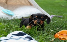 Miniature Dachshund dogs for sale: Nutella - Image 4