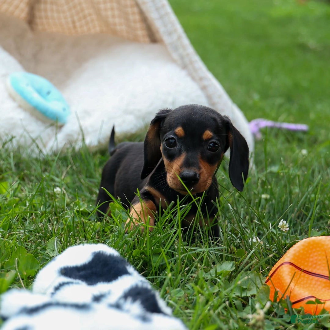 Miniature Dachshund dogs for sale: Nutella - Image 4