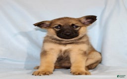 German Shepherd dogs for sale: Treva - Image 3
