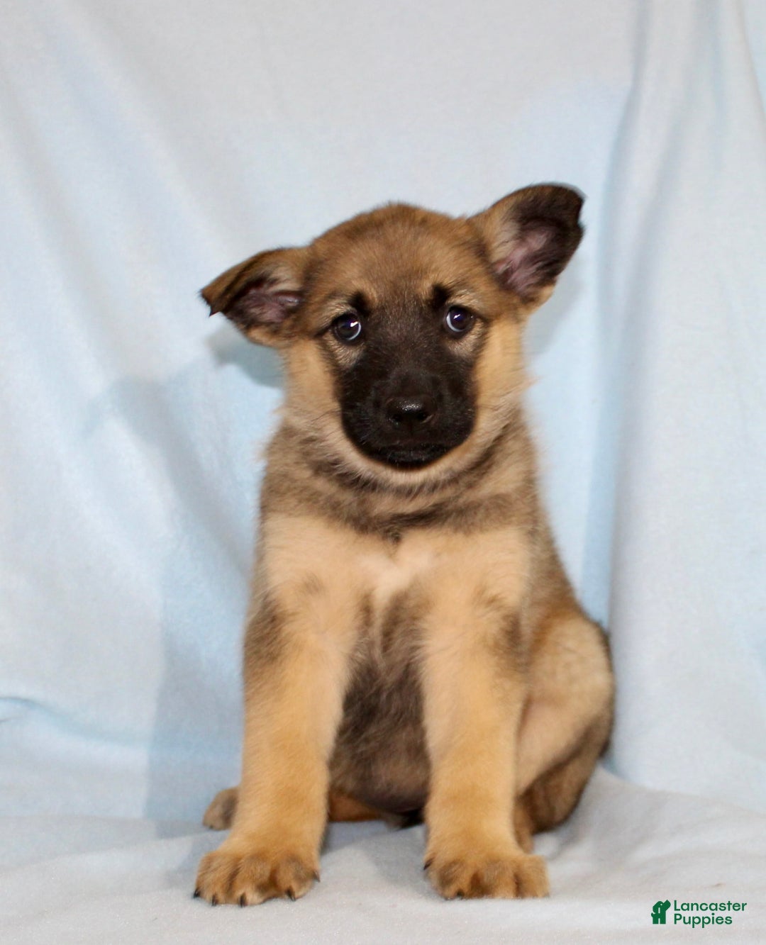 German Shepherd dogs for sale: Treva - Image 3