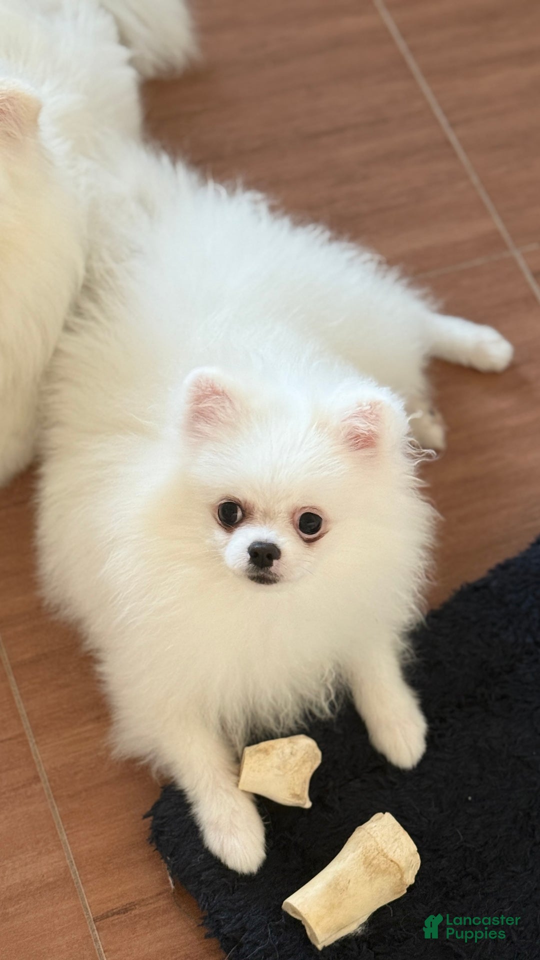 Pomeranian dogs for sale: Adam - Image 2