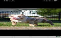 American Bully dogs for stud: T-REX - Image 8