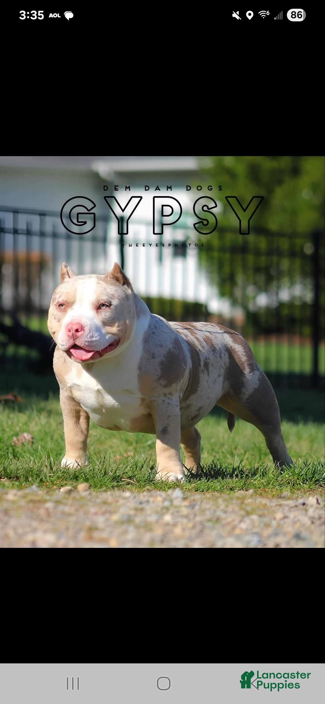 American Bully dogs for stud: T-REX - Image 8