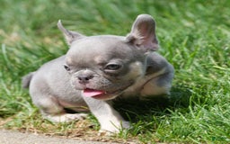 French Bulldog dogs for sale: A J - Image 6