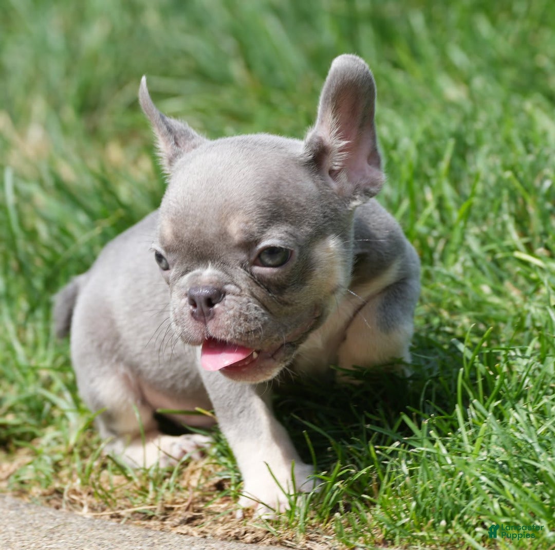 French Bulldog dogs for sale: A J - Image 6