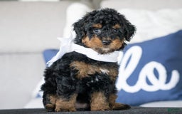 Mini Goldendoodle dogs for sale: Winnie - Image 2