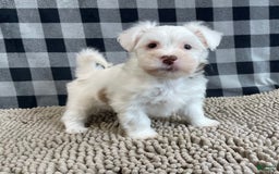 Havanese dogs for sale: Judy - Image 1