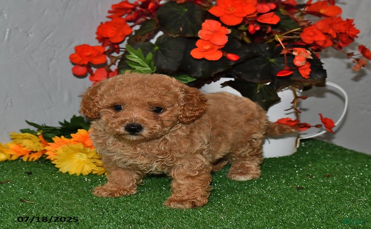 Cavapoo dogs for sale - Ad 4