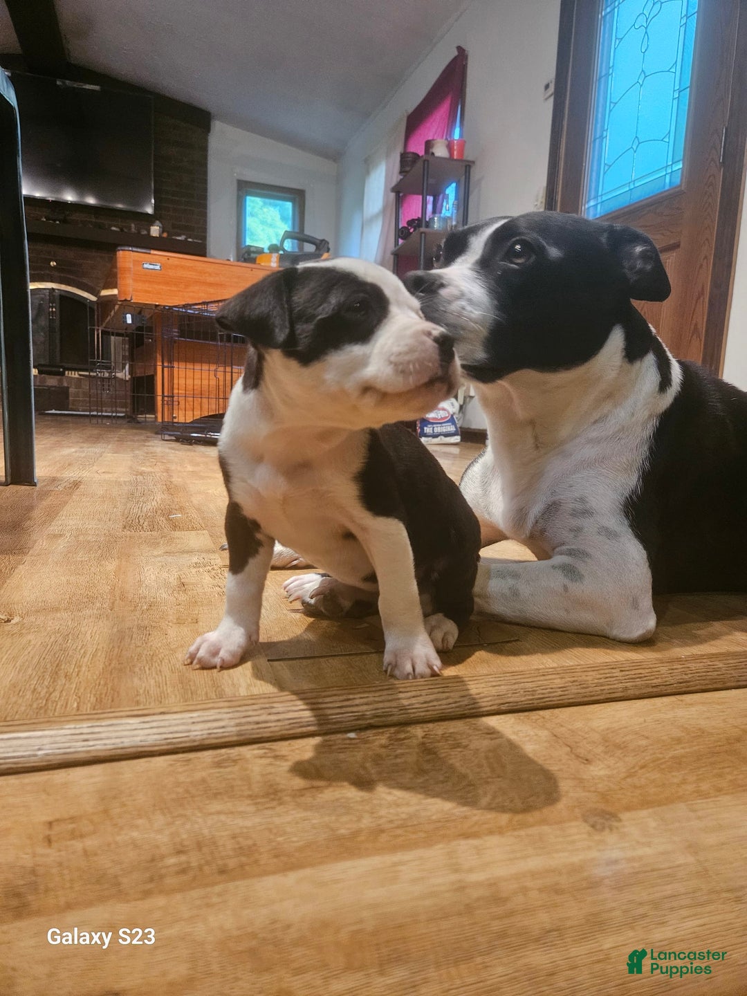 American Bully dogs for sale: Star - Image 2