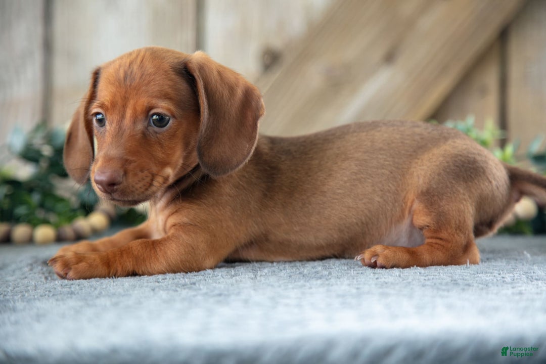 Miniature Dachshund dogs for sale: Miniature Dachshund 4 puppies - Image 1