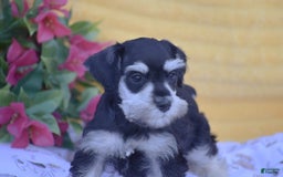 Miniature Schnauzer dogs for sale: Verna - Image 4