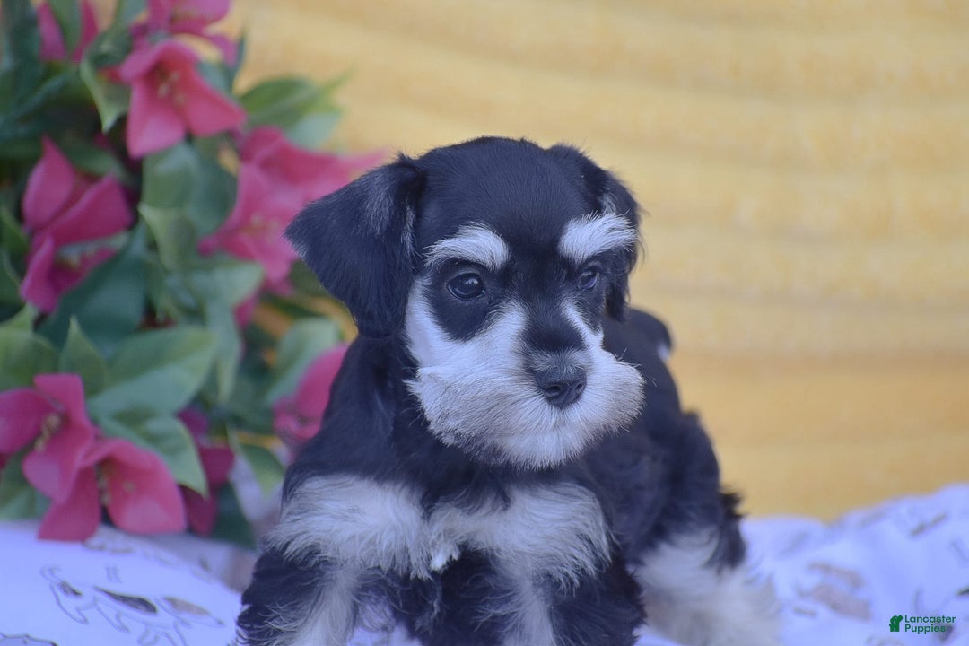 Miniature Schnauzer dogs for sale: Verna - Image 4
