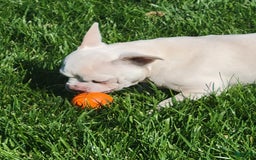 French Bulldog dogs for sale: Titan - Image 1
