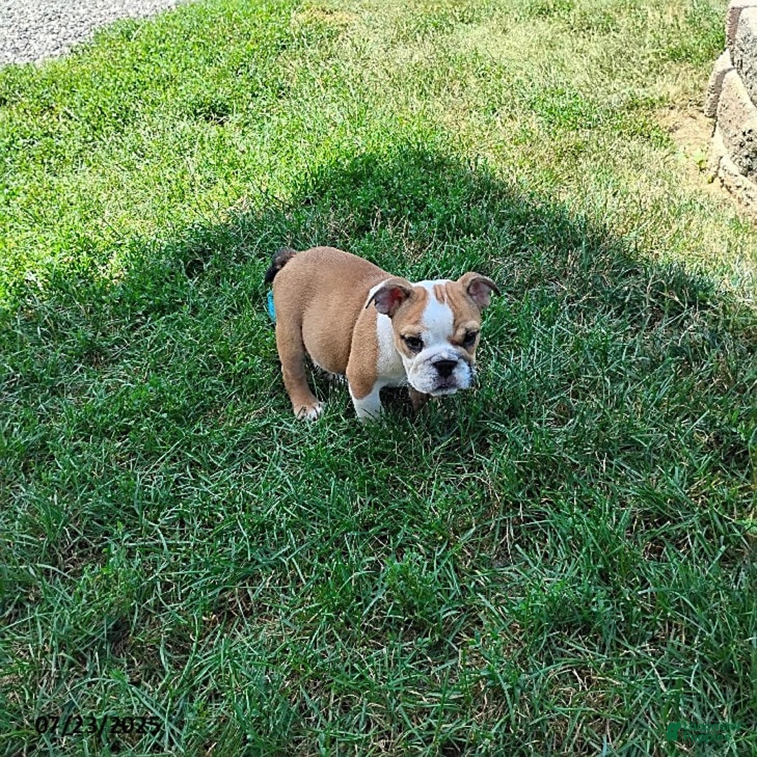 English Bulldog dogs for sale: Reba - Image 15