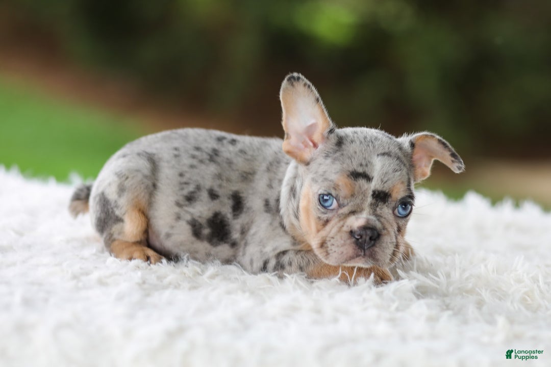 French Bulldog dogs for sale: Willow - Image 7