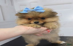 Pomeranian dogs for sale: Wish Bear - Image 5