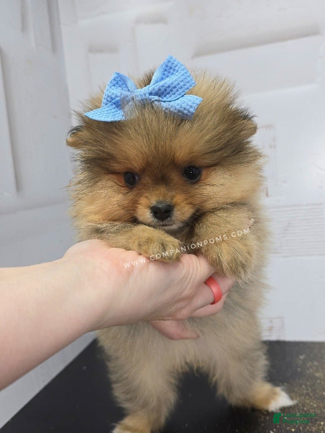 Pomeranian dogs for sale: Wish Bear - Image 5