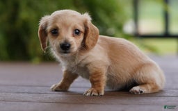 Miniature Dachshund dogs for sale: Goldilocks - Image 4