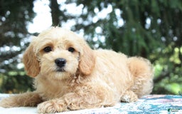 Miniature Poodle dogs for sale: Caramel - Image 6