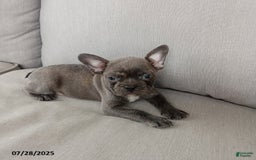 Frenchton dogs for sale: Carter - Image 3