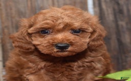 Miniature Poodle dogs for sale: Trotter - Image 5