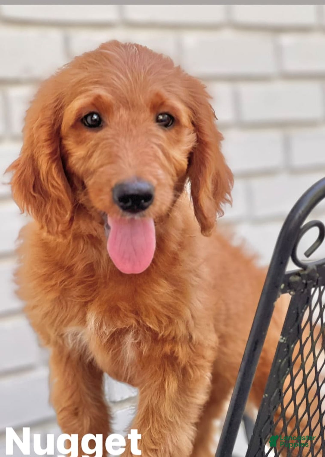 Goldendoodle dogs for sale: Nugget - Image 11