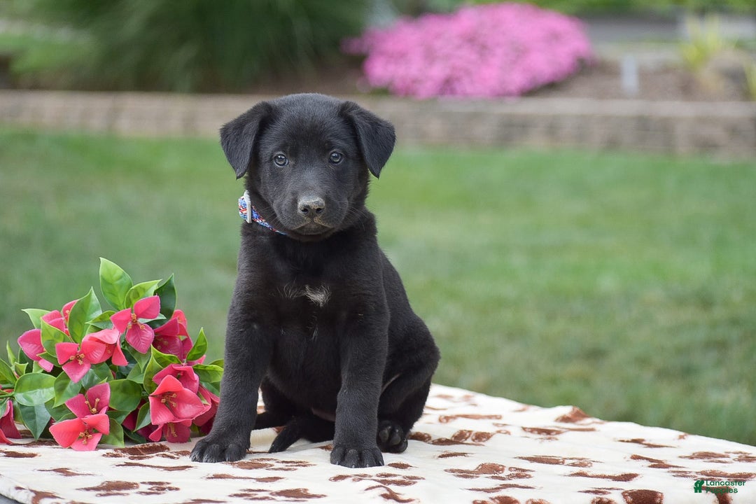 German Shepherd dogs for sale: Ashley - Image 1