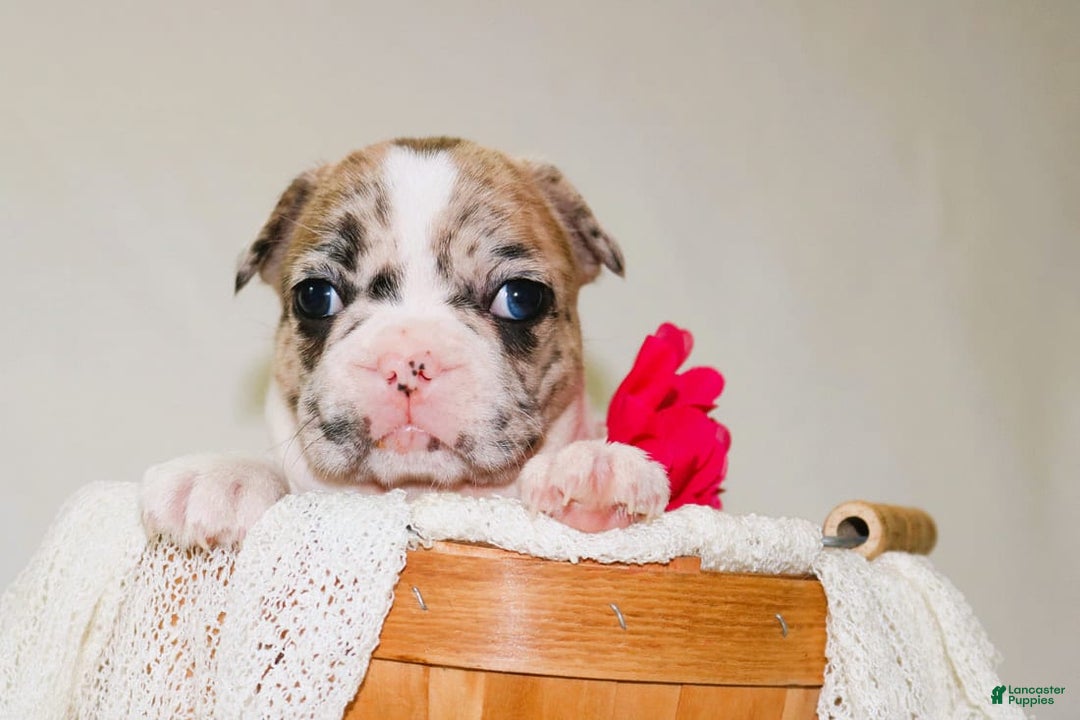 French Bulldog dogs for sale: Athena Akc - Image 37