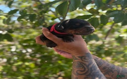Doberman Pinscher dogs for sale: Red Collar - Image 1