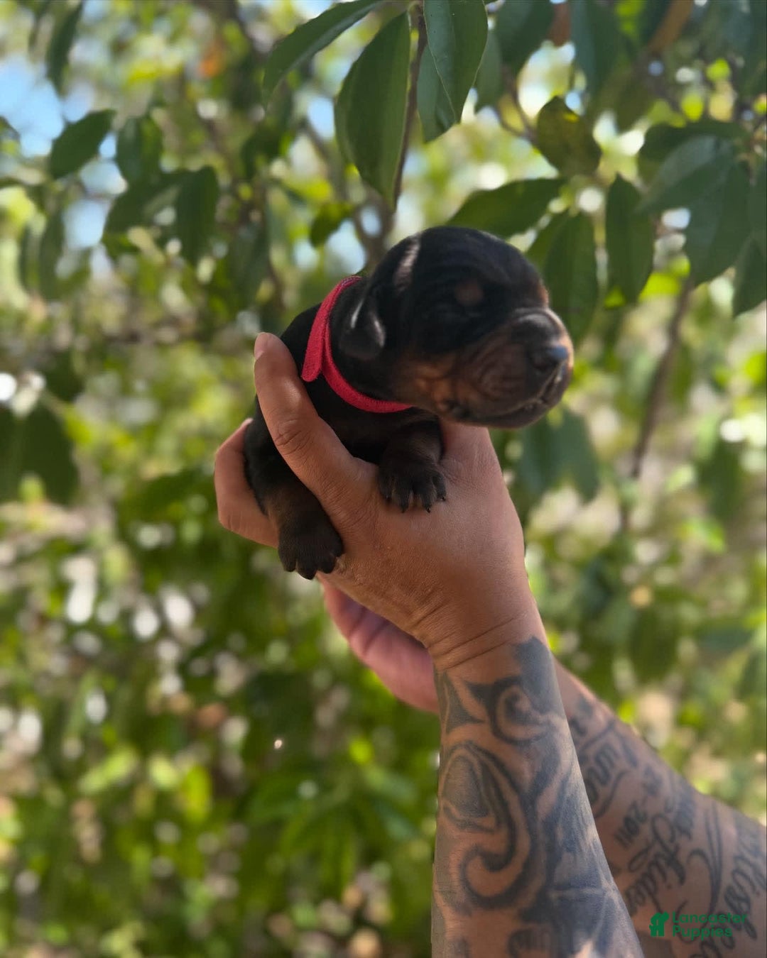 Doberman Pinscher dogs for sale: Red Collar - Image 1